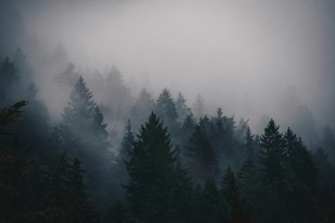 Obrazek dla: Fototapeta z "Mgła nad lasem"